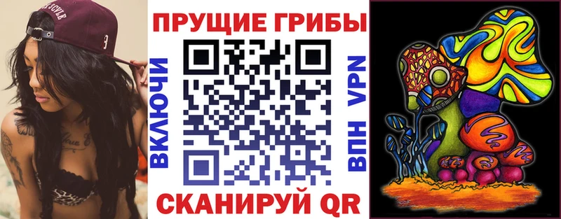 Купить закладки  Канаш  Псилоцибиновые грибы Cubensis 